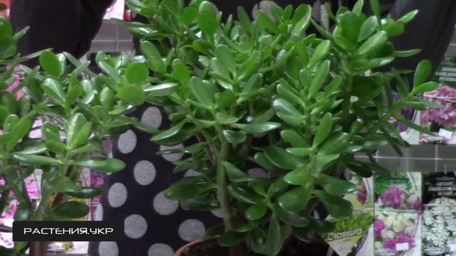 Крассула / Толстянка / Денежное дерево уход в домашних условиях смотреть онлайн