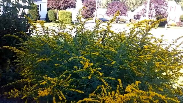 Goldenrod (Solidago Rugosa) смотреть онлайн