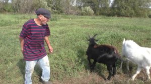 ДЕД МАТВЕЙ ПРОДАЕТ КОЗ.