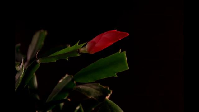 Cactus Flower Blooming смотреть онлайн