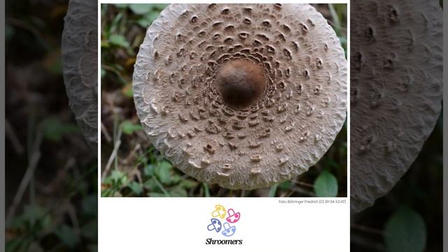 Riesenschirmling (Macrolepiota procera) | Praktisches Pilzprofil | Shroomers смотреть онлайн