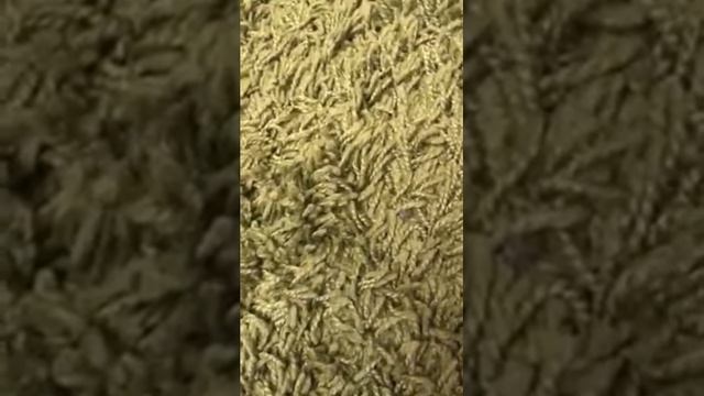 таракан с Aliexpress смотреть онлайн