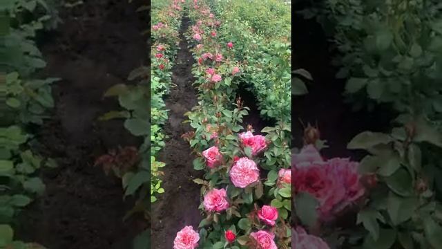 «Те кто цепляют..?» новые розы японской селекции,часть 1..maryroses.ru? смотреть онлайн