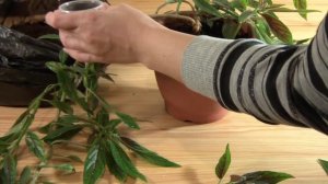 Колумнеи: размножение черенками