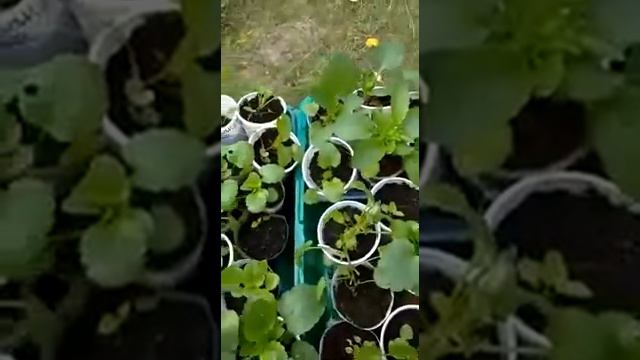 Виола и маргаритка смотреть онлайн