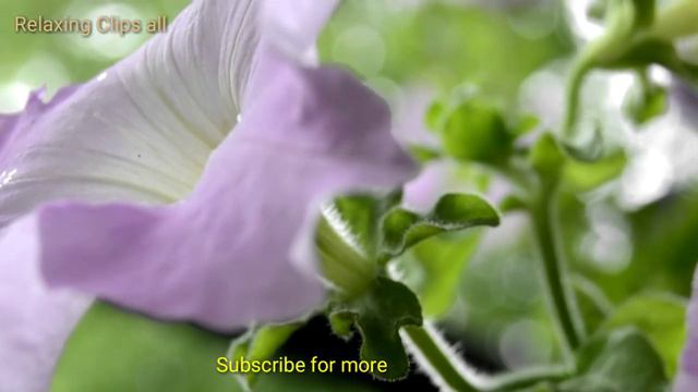 4k Relaxing 24/7 Piano Music Stress Relief~Beautiful Flowers Planet Earth Amazing Nature Scenery смотреть онлайн