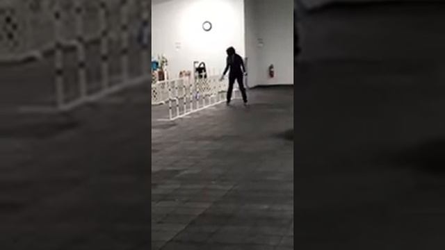 Agility with Master Teacup Champion Romeo смотреть онлайн