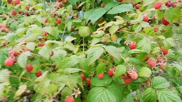 УВЕЛИЧЬТЕ УРОЖАЙ МАЛИНЫ в 10 и более раз!!! смотреть онлайн
