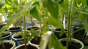 Защитите рассаду от солнца...