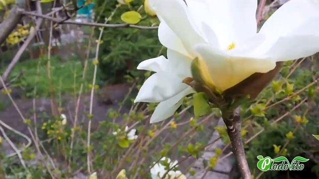 Магнолия сорт Элизабет (Elizabeth). Где купить саженцы магнолии. Как ухаживать за садом.