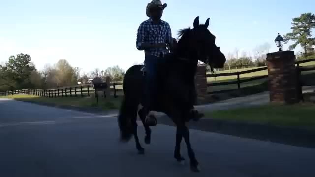 Paso Fino Gait *MUST SEE*