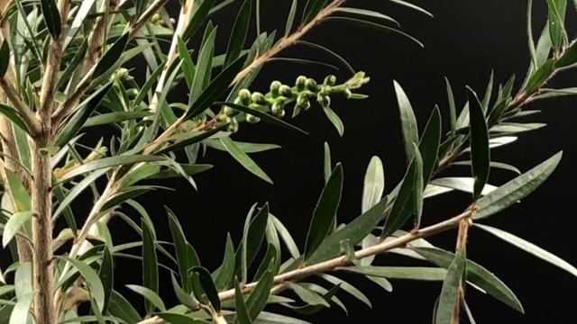 Bonsai Callistemon citrinus смотреть онлайн