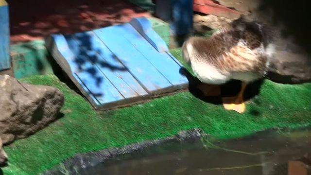 Утки, голуби, павлин и мое солнышко смотреть онлайн