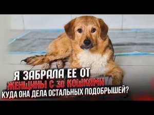 Видели моего Хасю? Забрала Бетти у бабушки. Озвучка Кузи и котят
