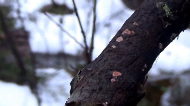 Грибы зимой. Лесной деликатес. Грибы Дрожалки смотреть онлайн