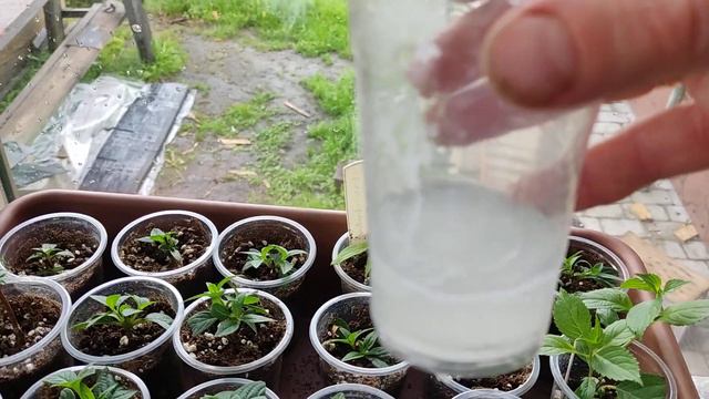 Черенки поливаю корневином. смотреть онлайн