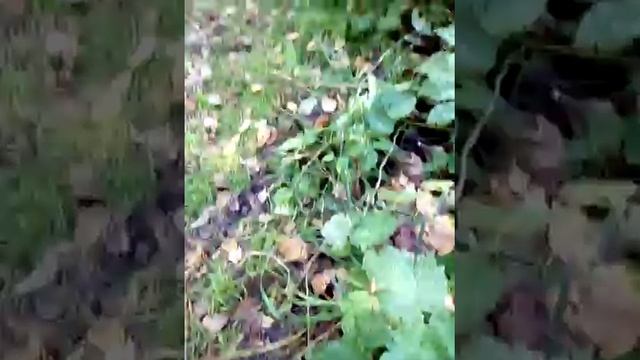 Приехала в лес собирать грибы. смотреть онлайн