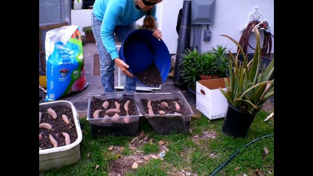 DON'T BUY GROW YOUR OWN SWEET POTATO SLIPS смотреть онлайн