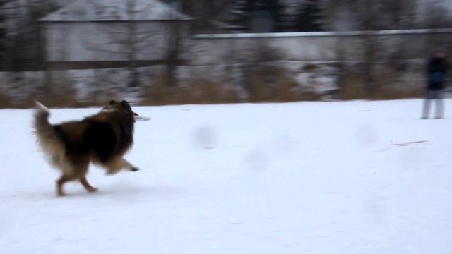 Шел, фрисби, февраль 2017 смотреть онлайн