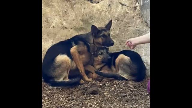 Две забитые овчарки жались друг к другу... смотреть онлайн