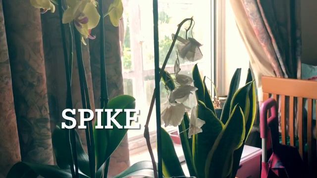 Cutting moth orchid (phalaenopsis) spike and few indoor plants 🌱 смотреть онлайн