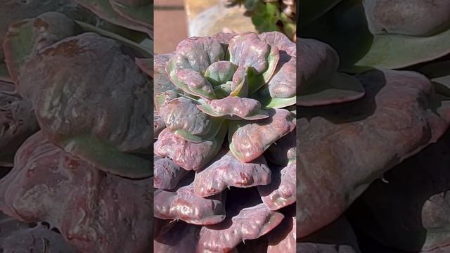 Echeveria crenulata hybrid "Heart Delight" ??? смотреть онлайн