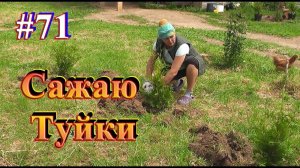 Выбираем Корова или Коза / Сажаем туйки