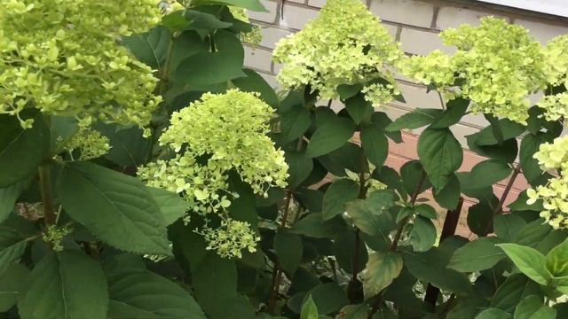 Гортензия после дождя смотреть онлайн