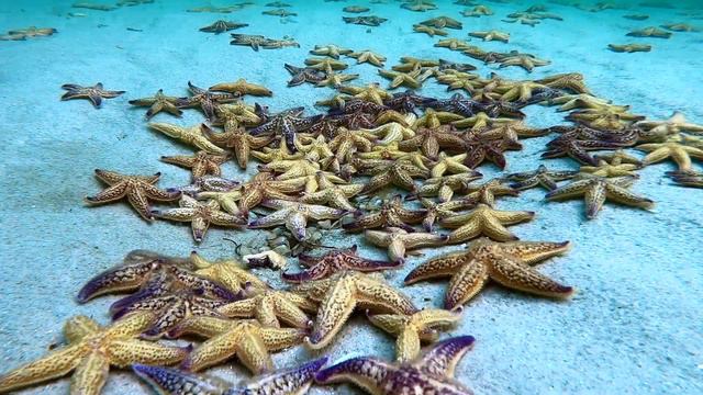 Time lapse North Pacific Starfish. смотреть онлайн