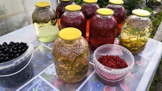 Ягодная пора. Кручу  компоты - смородиновый мохито, из красной смородины. Петунии в большом плавани