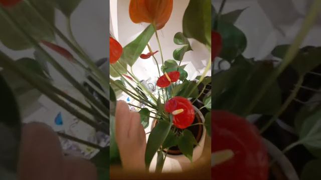 Anturium Andre #anturium #germany #deutschland #антуриум #цветы #flowers #blümen #schönes