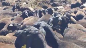 МАНА КАНДАЙ КУЙ БОКИШ КЕРАК КУЙ  БОККАНГА РАХМАТ