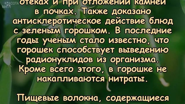 Польза ЗЕЛЁНОГО ГОРОШКА, любимого с детства! смотреть онлайн