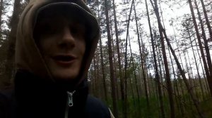 Опасный сбор Морошки королевы северной ягоды и плантация Багульника