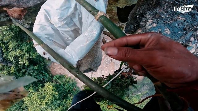 Why People Risk Their Lives to Harvest one of the Most Expensive Honey on Earth смотреть онлайн