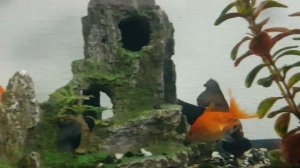 Как размножаются золотые рыбки?