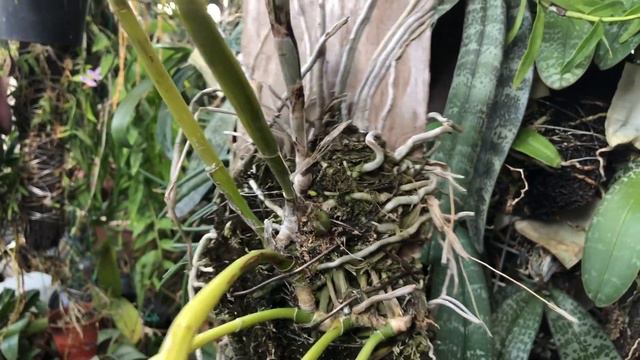 花袋來了⋯⋯⋯期待開花的 原生種嘉德利亞蘭 cattleya maxima 來花了！/蘭花 「原來是這樣子」 смотреть онлайн