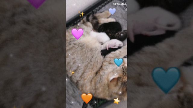 Lv_6941341242949258498_20240608153836.mp4