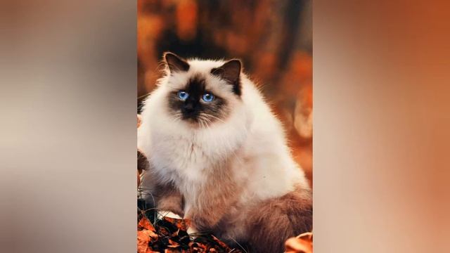 Песня Кошек и собак которых вообще не должно быть смотреть онлайн