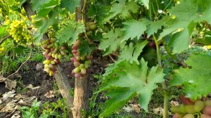 Созревание винограда на моем  втором участке