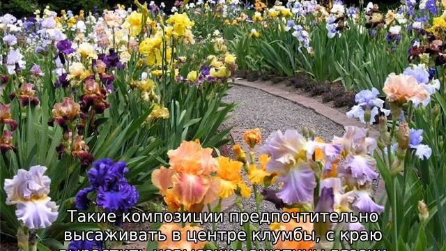 Клумба с ирисами
