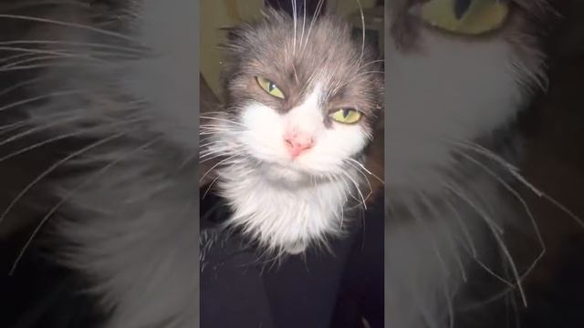 "Вот сейчас доем креветку и начну пакостить!"- Енот Шурик! смотреть онлайн