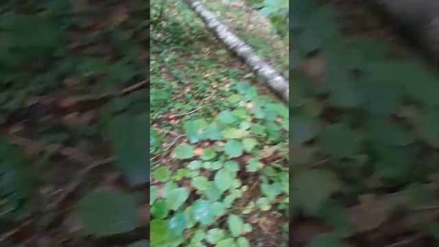 Грибы в Калужской области (грибник удивлëн таким количеством грибов!) смотреть онлайн