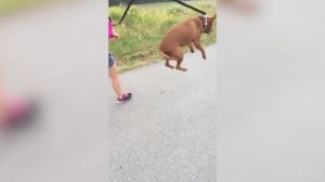 Смешные и грозные питбули. Питбуль