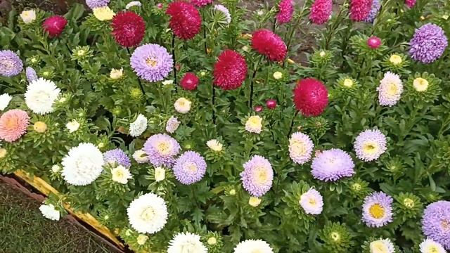 Что выросло ? Семена хризантеллы или астры китайской .