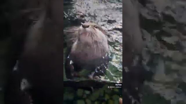 Вот так, выглядит выдра)) смотреть онлайн