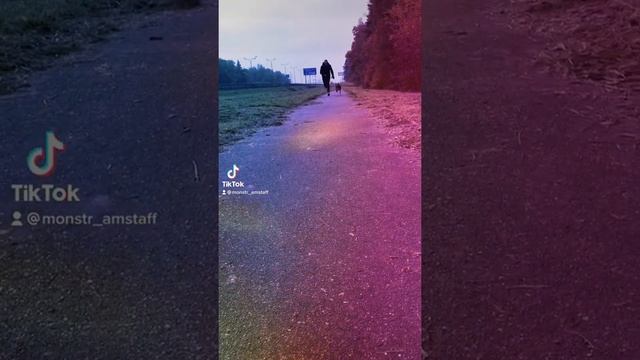 Спортивные ребята.Стаффорд,амстафф.дрессировка собаки.Голубой стафф.Питбуль.Amstaff,dog смотреть онлайн