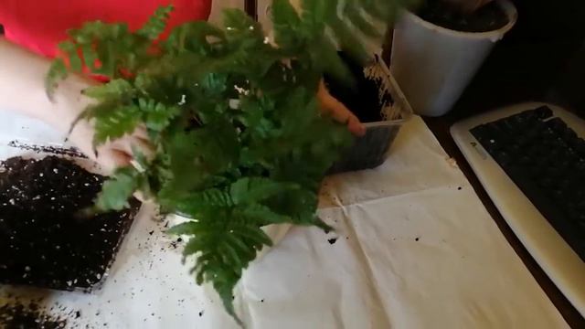 Мои новые цветы. смотреть онлайн