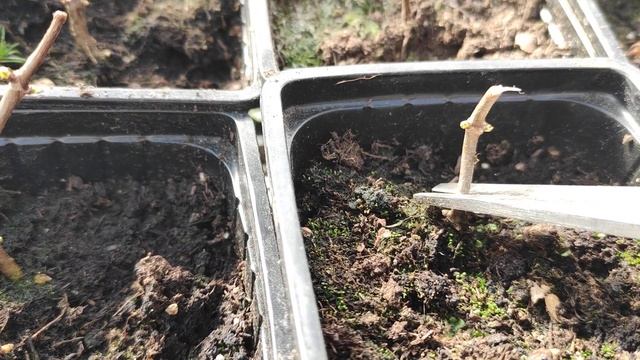 Обрезка молодого саженца метельчатой гортензии, ?? смотреть онлайн