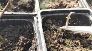 Обрезка молодого саженца метельчатой гортензии, ??